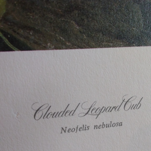 Charles Frace artist print. " Clouded Leopard Cub". Stamped signed and numbered - Picture 2 of 3